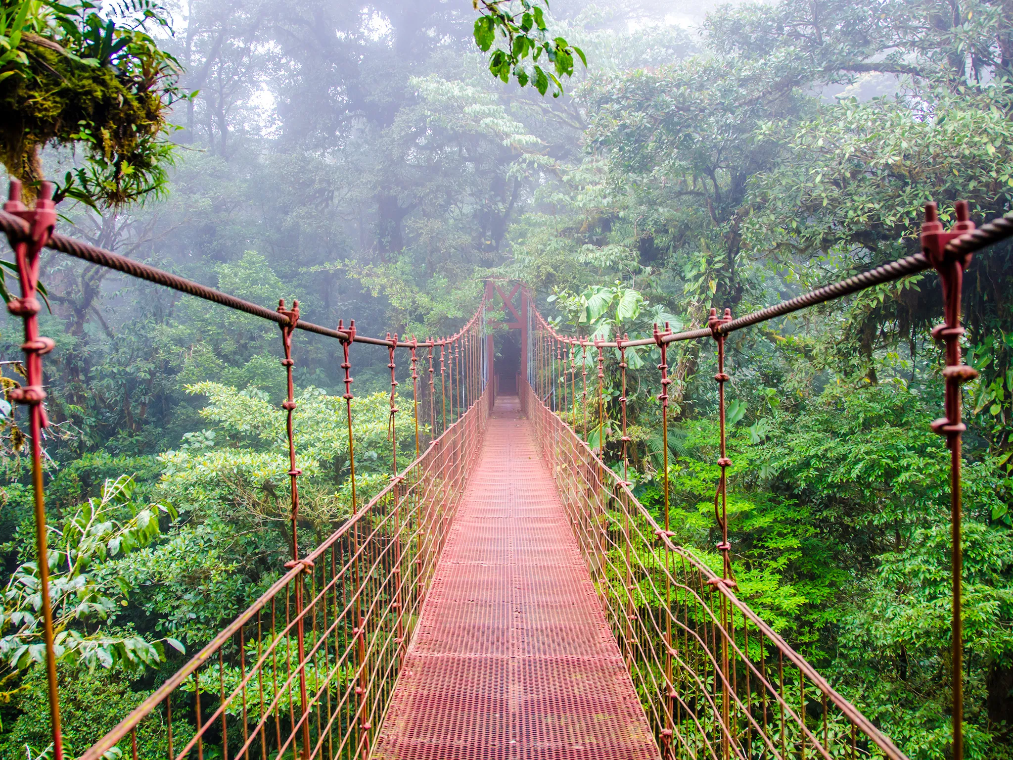 forest bridge